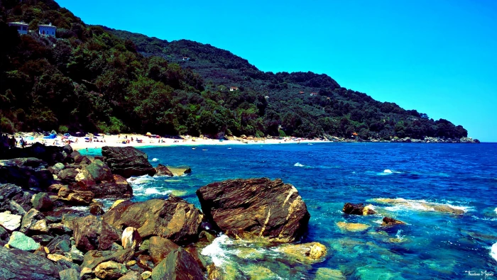 brown and green trees painting Pelio beach Greece water rock 2k