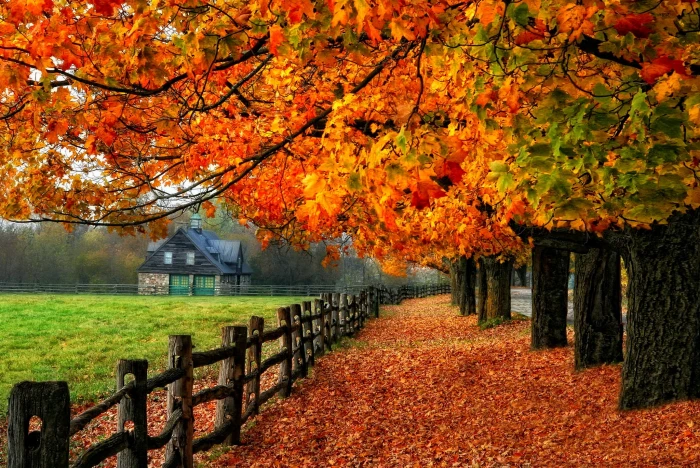 brown wooden fence road autumn leaves trees nature house 2k
