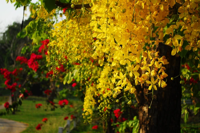 Cassia Fistula Golden Shower Tree thai flower thailand nature 2k 4k