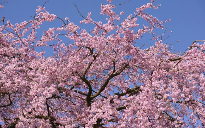 Cherry Blossom Flowers Tree HD cherry blossoms nature 2k
