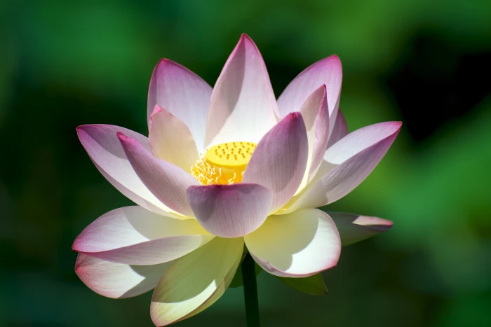 closed up photo of white and pink Lotus flower lotus blossom 2k 4k 5k