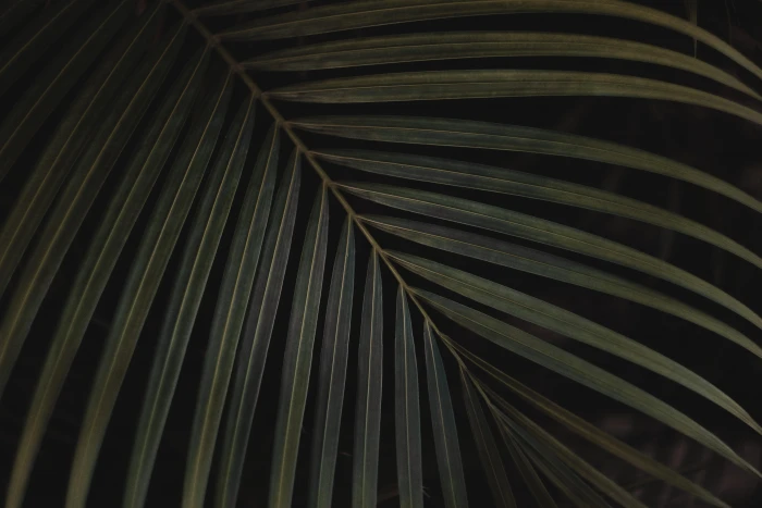 closeup photo of green linear leaf against black background palm leaves 2k 4k 5k