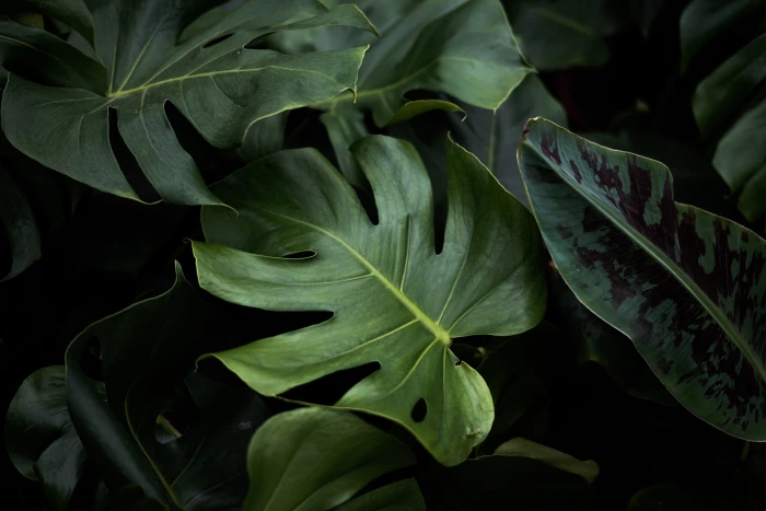 closeup photo of green plants nature photography gardener 2k 4k 5k