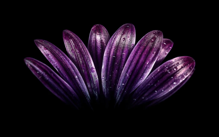 dark Flowe Purple HD 2k 4k