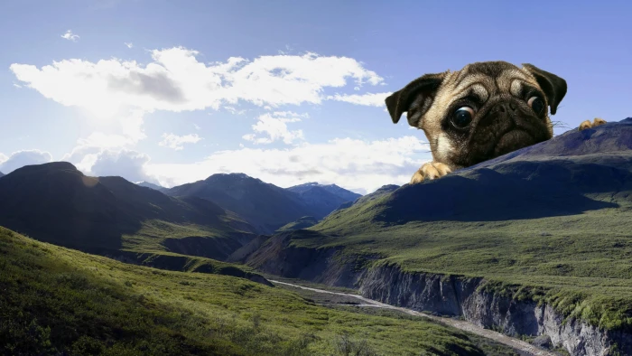 dog cute meme landscape mountains giant mops 2k 4k