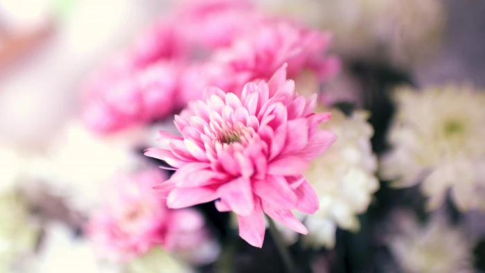 Flowers wallpaper petals pink blossom 2k 4k 5k