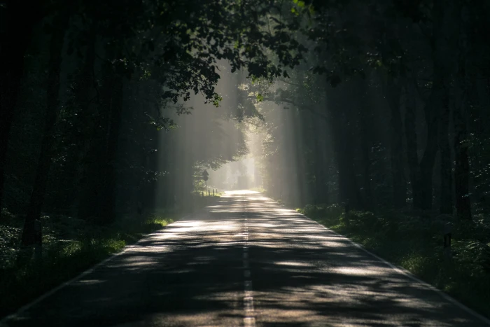 Gray Asphalt Road Surrounded by Tall Trees dark dawn environment 2k 4k 5k
