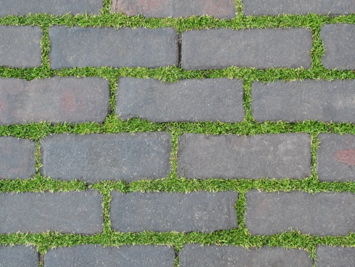gray concrete block pathway pavement plant bricks nature 2k