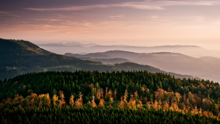 green forest mountain nature landscape mountains trees mist 2k 4k