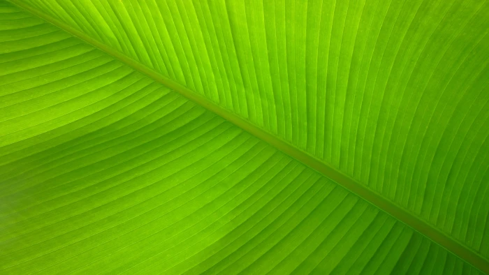 green leaf closeup photo Banana Leaf Lines Fibers Pattern 2k 4k 5k