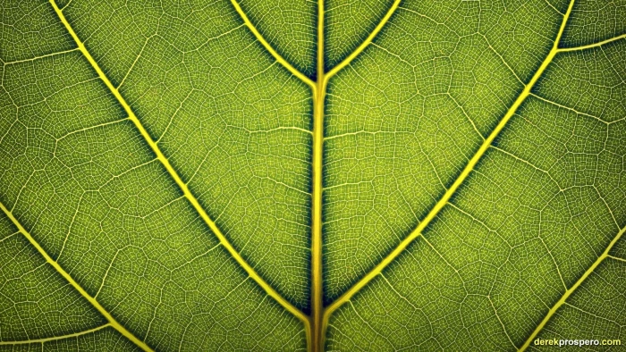 green leaf illustration leaves nature macro plants backgrounds 2k