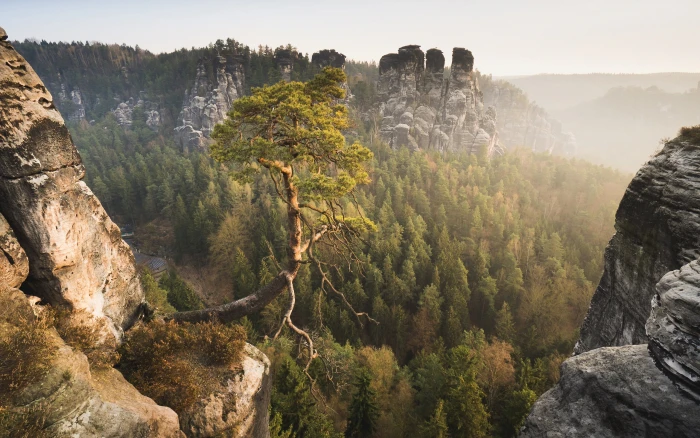 green leafed tree on top of mountain nature landscape mountains 2k