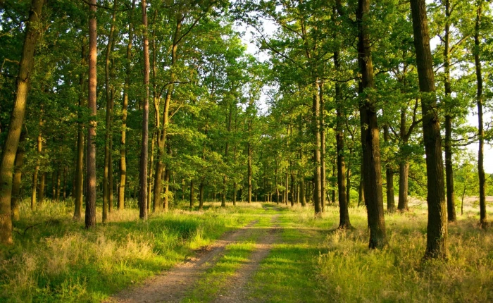 green leafed trees photography nature landscape forest path 2k