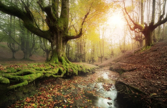 green trees body of water beside tree during daytime forest 2k