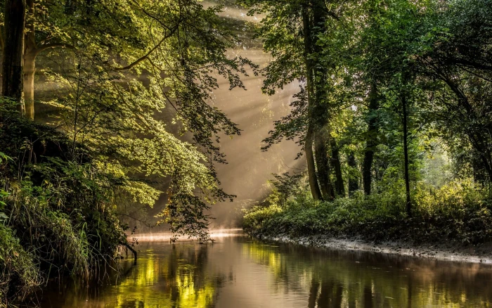 green trees nature landscape sun rays river forest mist 2k
