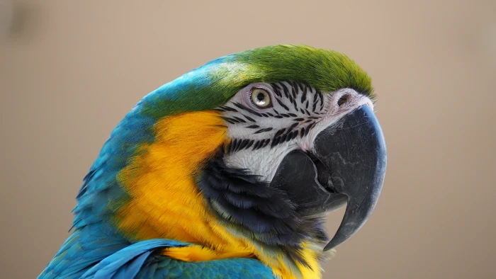 green blue and yellow bird macaw beak animal parrot nature 2k 4k 5k