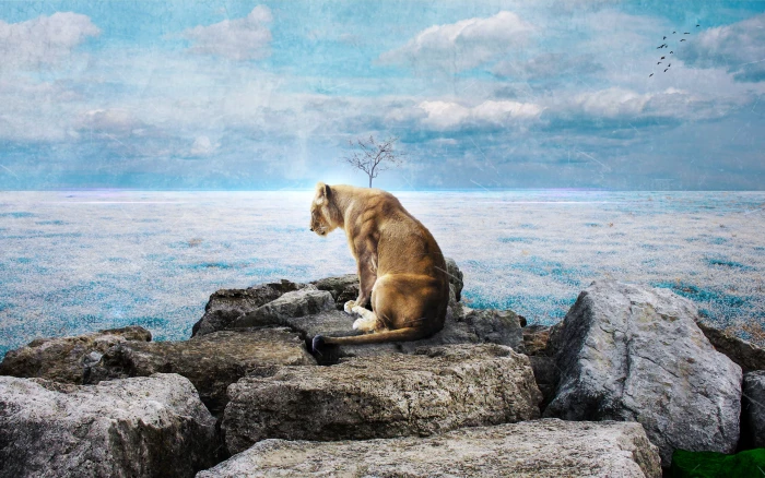 Last Lioness HD Animal 2k