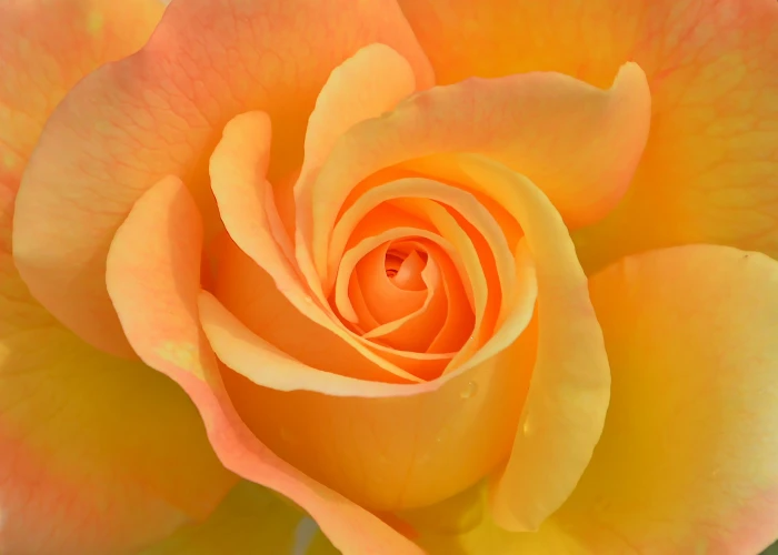 macro photography of yellow rose flower plant nature garden 2k 4k 5k 8k
