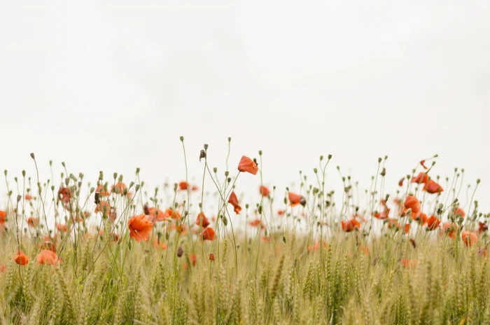 orange flowers bed of poppy landscape photography 2k 4k 5k