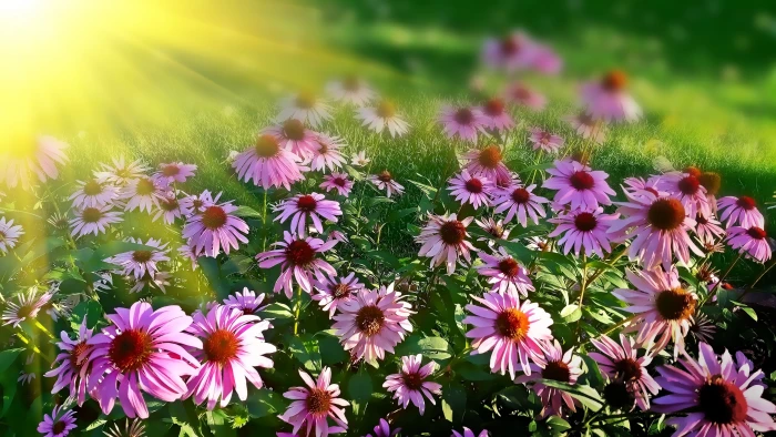 photo of purple multi petaled flowers daisies summer floral 2k