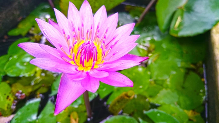 pink flower nature lotus flowers beach Sri Lanka flowering plant 2k 4k