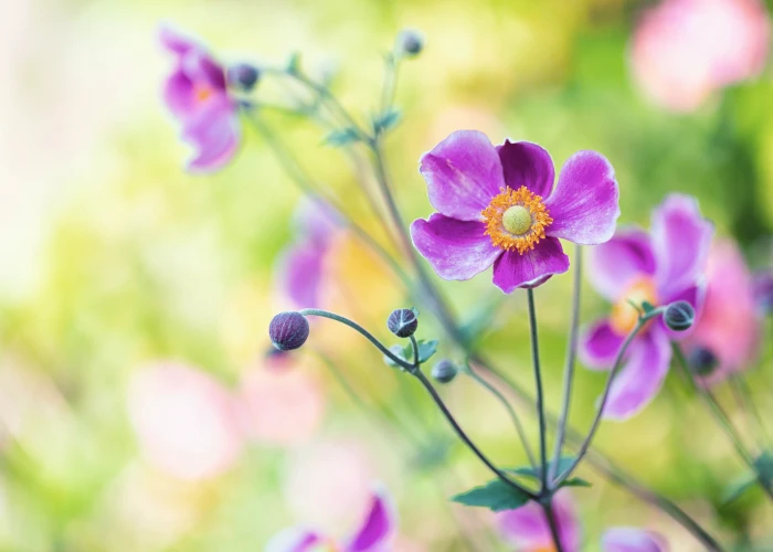purple petaled flowers closeup photo japanese Anemones 2k 4k 5k