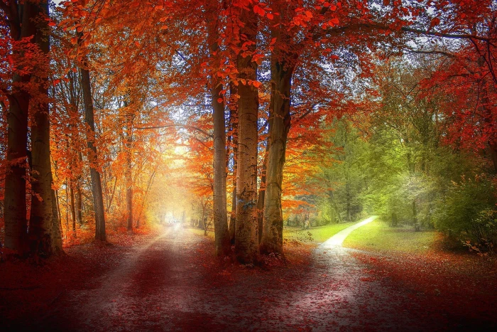 red leafed trees untitled grass path green orange nature 2k
