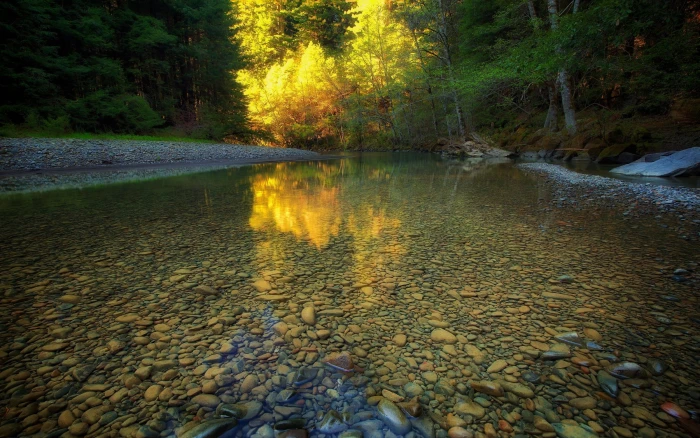 river surrounded by trees at daytime forest nature landscape 2k