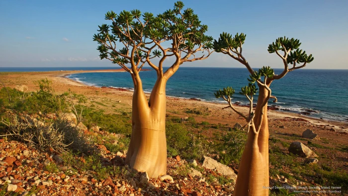 Rose of Desert Dihamri Beach Socotra Island Yemen Beaches 2k
