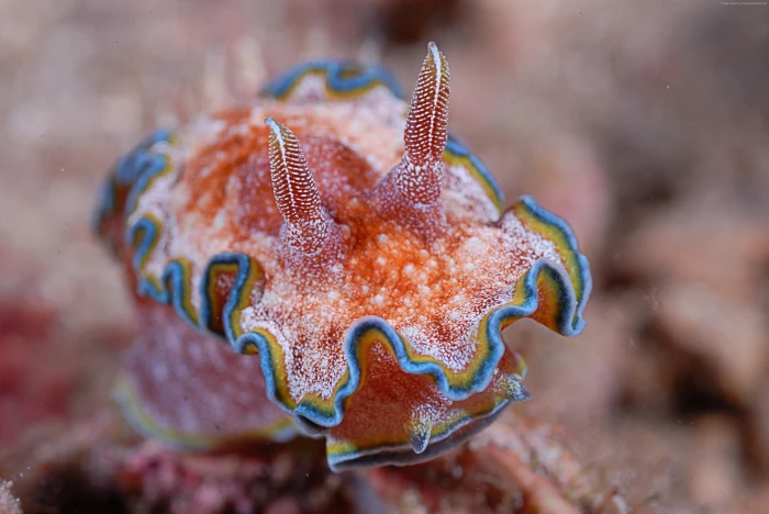 sea Nudibranch Panglao tourism Philippines Deep corals 2k 4k
