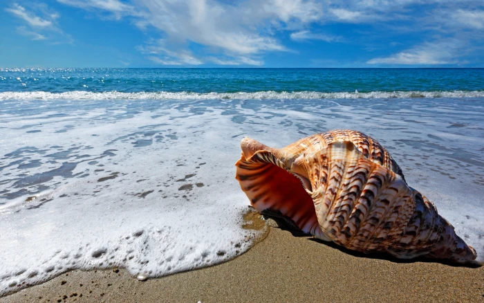 Shell on sand Nature Sea beach clouds shells 2k