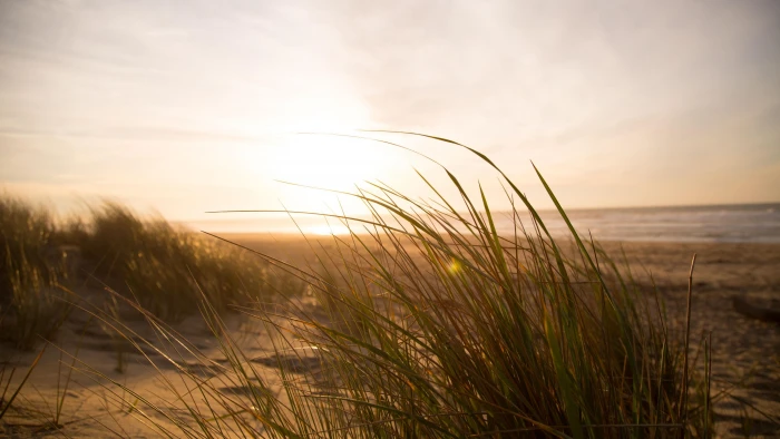 sky horizon sea sun grass sunlight sandy shore morning 2k 4k 5k