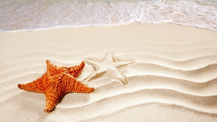 startfish sea animal water beach sand design sandy 2k 4k