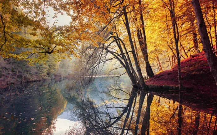 tall trees nature landscape fall yellow red leaves mist 2k