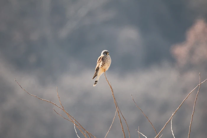 the korean buzzard bird dmz animal wildlife themes 2k 4k 5k