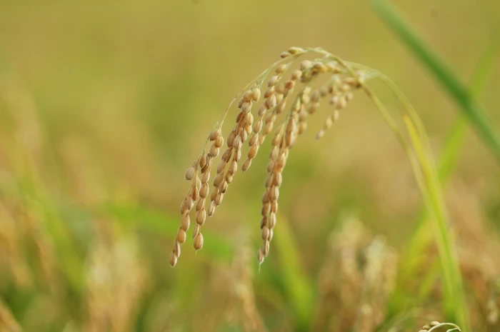 tilt shift photography of rice grains ch farming the korean countryside 2k