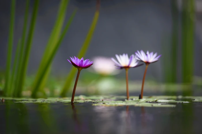 white and purple Lotus Flower selective photography lotus flowers 2k 4k 5k