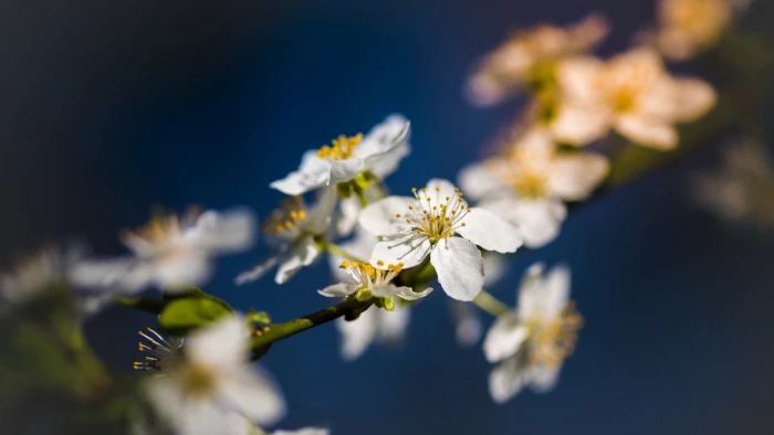 white blossoms flowers 2k 4k 5k 8k