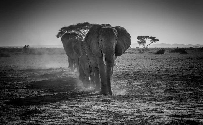 A Herd of African Elephants Walking in a line Black and White 2k 4k