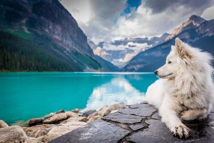 A white dog sitting on a rock formation near large mountain pond long coated wolf beside body of water during daytime 2k 4k 5k