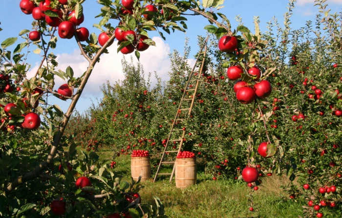Apple tree under blue sky during daytime orchard red green 2k