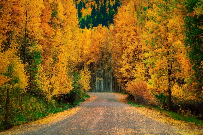 Autumn Trees Forest Road Nature Cool roads 2k