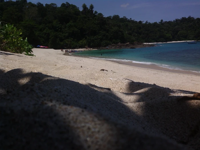 beach tree plant land sunlight shadow nature water sand 2k