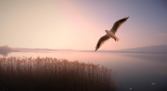 bird flying in sky over body of water nature wildlife animal 2k 4k 5k