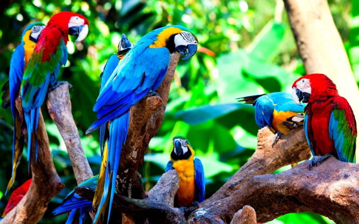 bird birds nature parrot parrots tropical wildlife 2k 4k