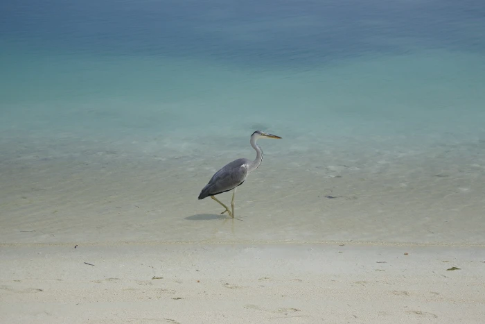 birds beach animal themes wildlife animals in the wild 2k 4k