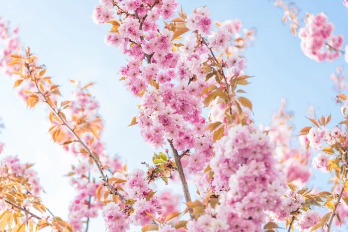Blossoms of Cherry Tree in the Spring blue colorful flowers 2k 4k 5k