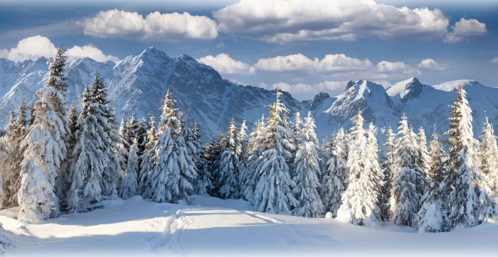blue and white trees painting winter landscape nature snow 2k 4k