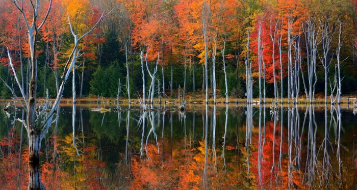 brown and red tree painting lake nature forest water landscape 2k