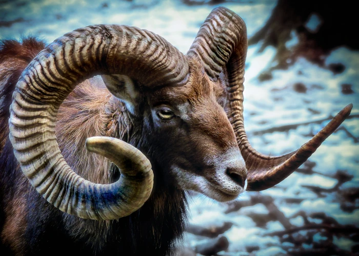 brown ram goat mammal nature animal world mouflon wild sheep 2k
